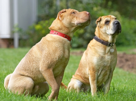 OK, we're sitting nicely
Palabras clave: Daisy Frosty Shar-pei