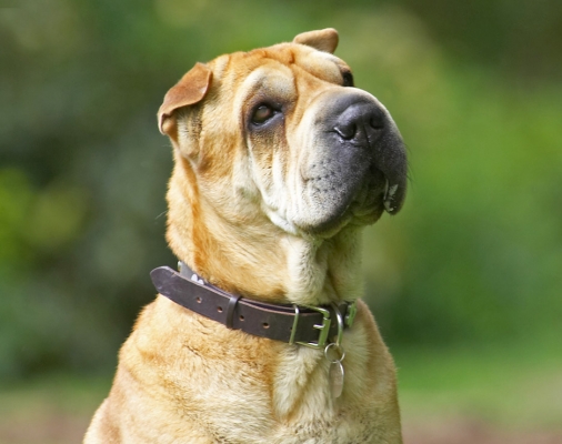 Can you deny this cute face!
Anahtar kelimeler: Daisy Shar-pei