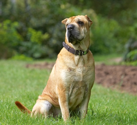 What's that Frosty up to now!
Keywords: Daisy Shar-pei
