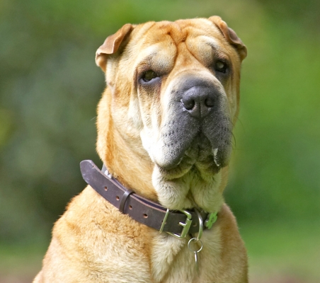 I AM smiling!
Palabras clave: Daisy Shar-pei