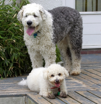 Someone has to look after this little tyke
Λέξεις-κλειδιά: Arnie Lucy Bichon Frise Old English Sheepdog tongue