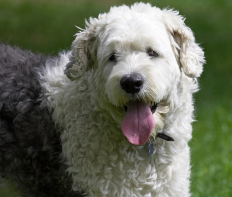 Aw shucks
Palabras clave: Lucy Old English Sheepdog tongue