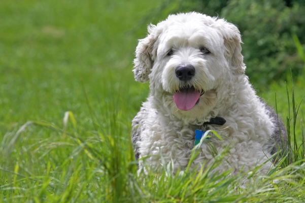 Gotta take a breather
Keywords: Lucy Old English Sheepdog tongue
