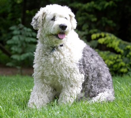 Now, where IS Arnie?..............
Trefwoorden: Lucy Old English Sheepdog tongue