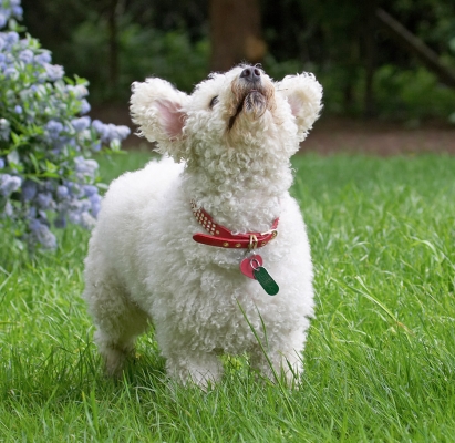 ........... there he is, showing off as usual
Keywords: Arnie Bichon Frise
