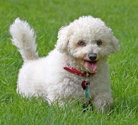 Butter wouldn't melt..............
الكلمات الإستدلالية(لتسهيل البحث): Arnie Bichon Frise tongue