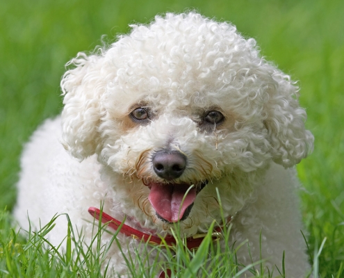 Jus' hunkered down
Schlüsselwörter: Arnie Bichon Frise tongue