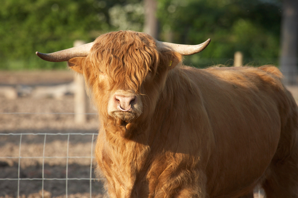 I'm a star doncha know
Keywords: Beef Bull Bulls Cattle Farmer Cattle Farmers Highland Highlands Horn Horns Kobe Kobe beef Ross