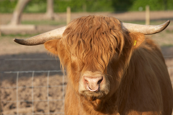 Wot you got there looks interesting ..........
Schlüsselwörter: Beef Bull Bulls Cattle Farmer Cattle Farmers Highland Highlands Horn Horns Kobe Kobe beef Ross