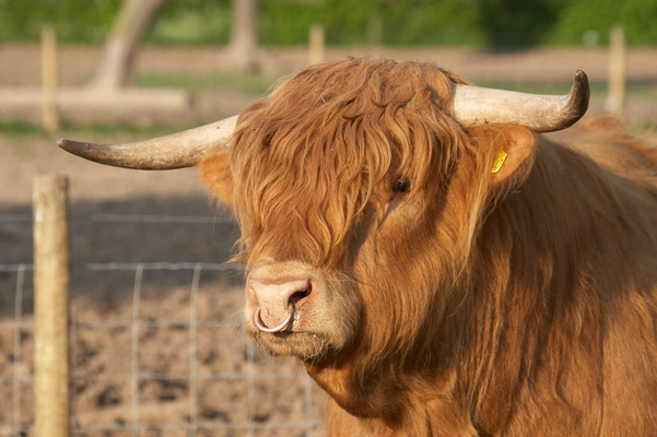 ........ but I'm bored now
Ključne besede: Beef Bull Bulls Cattle Farmer Cattle Farmers Highland Highlands Horn Horns Kobe Kobe beef Ross