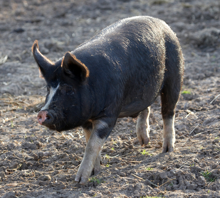 I'm out to play
Keywords: Berkshire Berkshires Boar Boars Pig Pigs Sow Sows