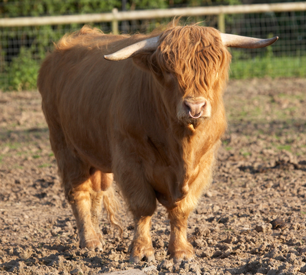 You got any food?!
Schlüsselwörter: Beef Bull Bulls Cattle Farmer Cattle Farmers Highland Highlands Horn Horns Kobe Kobe beef Ross