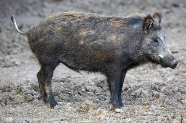 ......... who ate all the grass .............
Keywords: Boar Boars Pig Pigs Sow Sows Wild Wild boar