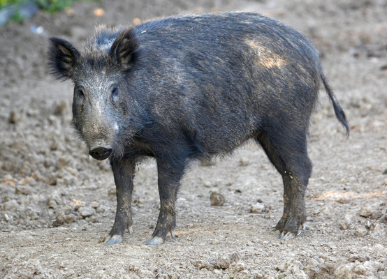 ........... not me!!
Anahtar kelimeler: Boar Boars Pig Pigs Sow Sows Wild Wild boar
