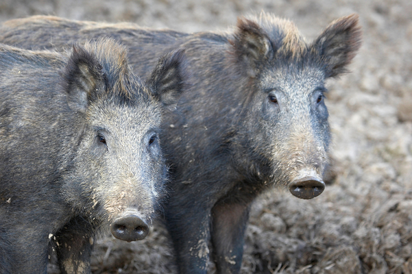 Oh, yeah, double trouble
Mots-clés: Boar Boars Pig Pigs Sow Sows Wild Wild boar