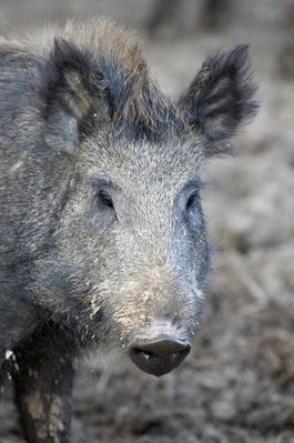 I'm just minding my own beeswax
Palabras clave: Boar Boars Pig Pigs Sow Sows Wild Wild boar