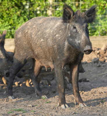 Now, where are my babies?
Palabras Clave: Boar Boars Pig Pigs Sow Sows Wild Wild boar