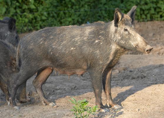 Ooh, ooh, feel that sun
Schlüsselwörter: Boar Boars Pig Pigs Sow Sows Wild Wild boar