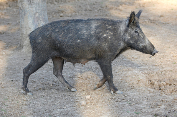 I'm off ...............
Keywords: Boar Boars Pig Pigs Sow Sows Wild Wild boar