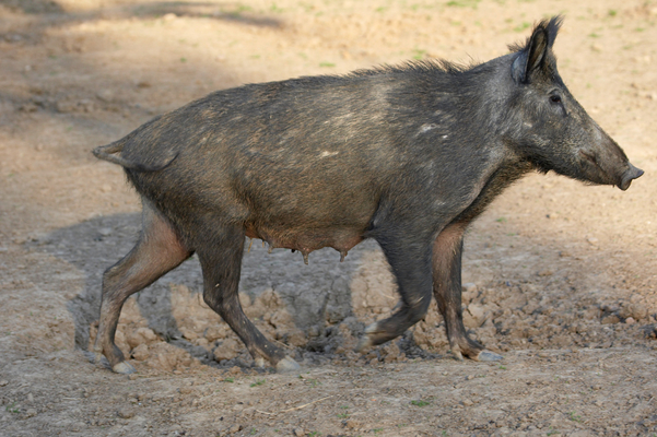 ........... in search ...........
Ключевые слова: Boar Boars Pig Pigs Sow Sows Wild Wild boar