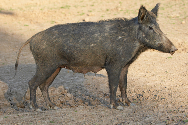 ......... of my babies
Ключевые слова: Boar Boars Pig Pigs Sow Sows Wild Wild boar