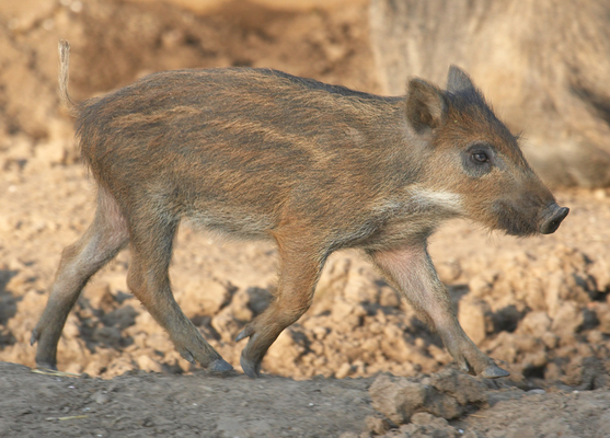 Where's Mommy? .....
Palabras clave: Boar Boars Pig Piglet piglets Pigs Sow Sows Wild Wild boar