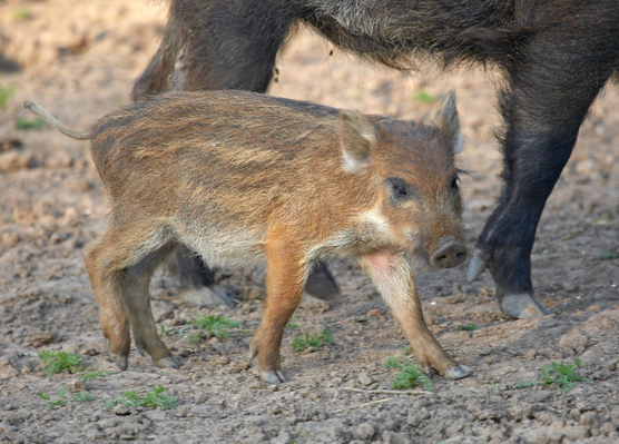 ......... here she is!
Palabras clave: Boar Boars Pig Piglet piglets Pigs Sow Sows Wild Wild boar