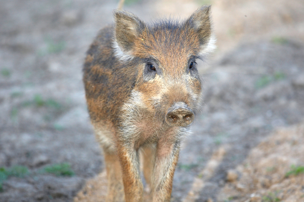 Where is everyone?? .........
Palabras clave: Boar Boars Pig Piglet piglets Pigs Sow Sows Wild Wild boar