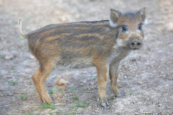 .... I'm still looking
Keywords: Boar Boars Pig Piglet piglets Pigs Sow Sows Wild Wild boar