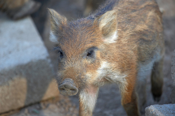 I'm just a cutie pie - at the moment!
Palabras clave: Boar Boars Pig Piglet piglets Pigs Sow Sows Wild Wild boar