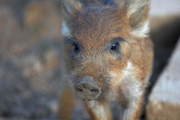 Butter wouldn't melt........
Palabras clave: Boar Boars Pig Piglet piglets Pigs Sow Sows Wild Wild boar