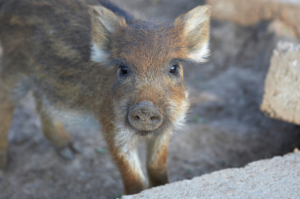 WOT??
Ključne besede: Boar Boars Pig Piglet piglets Pigs Sow Sows Wild Wild boar