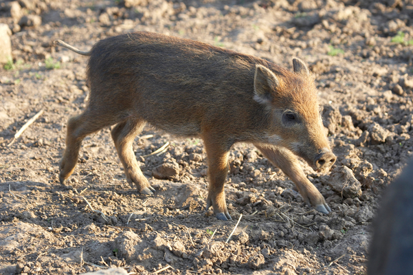 Where's the gang?
Trefwoorden: Boar Boars Pig Piglet piglets Pigs Sow Sows Wild Wild boar