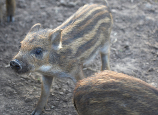 What's going on here?
Schlüsselwörter: Boar Boars Pig Piglet piglets Pigs Sow Sows Wild Wild boar