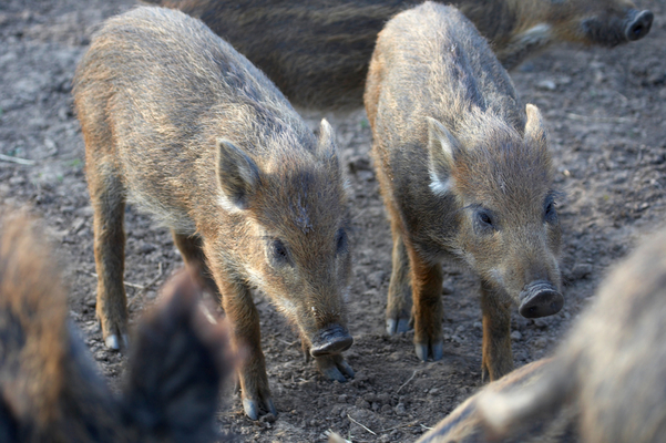 OK .........
Palabras clave: Boar Boars Pig Piglet piglets Pigs Sow Sows Wild Wild boar