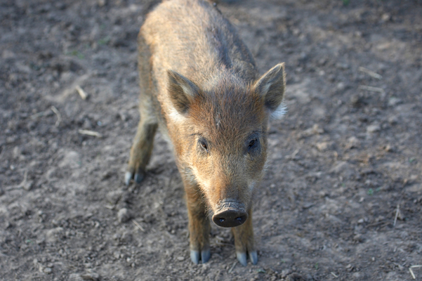 ............. let's .........
Keywords: Boar Boars Pig Piglet piglets Pigs Sow Sows Wild Wild boar