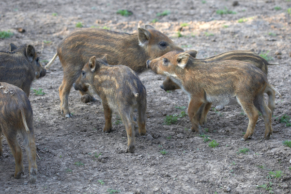 ..........have a party!!
Ključne besede: Boar Boars Pig Piglet piglets Pigs Sow Sows Wild Wild boar