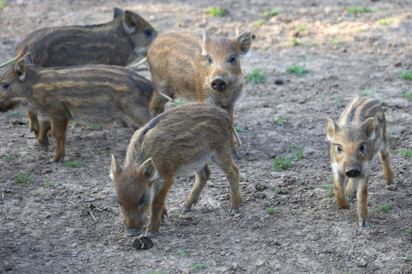 Was it something I said?!
Palabras clave: Boar Boars Pig Piglet piglets Pigs Sow Sows Wild Wild boar