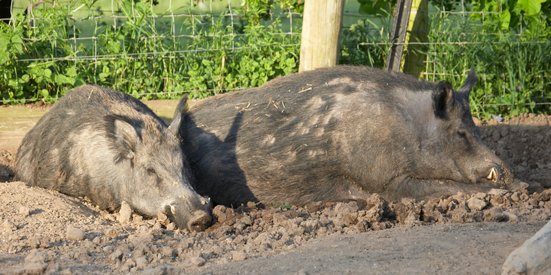 It's a pig thing
Słowa kluczowe: Boar Boars Pig Pigs Rest resting Sleep Sleeping Sow Sows Tusk Tusks Wild Wild boar