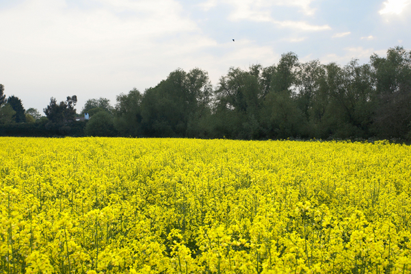 Here it comes ...........
Palabras clave: Agriculture Country Countryside field Rape