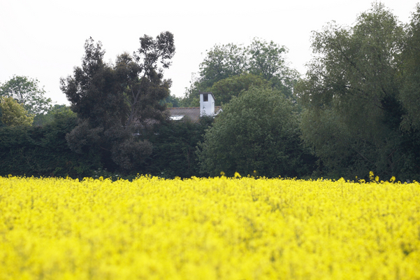 Glorious .............
Palabras clave: Agriculture Country countryside Field Rape