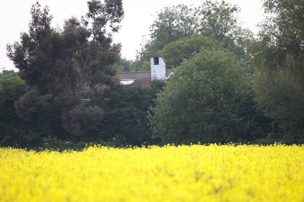 .......... scenes ..............
The Whitecroft chimney in the background, behind the hedge.
Słowa kluczowe: Agriculture Country countryside Field Rape Whitecroft chimney