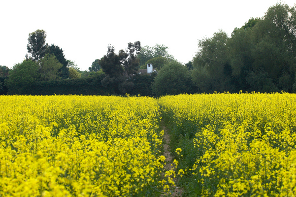 ............. of rape .................
With the Whitecroft chimney in the background, over the hedge.
Keywords: Agriculture Country countryside Field Rape Whitecroft chimney