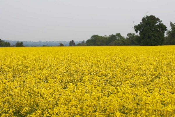 ............. heralding ..................
Ключевые слова: Agriculture Country countryside Field Rape