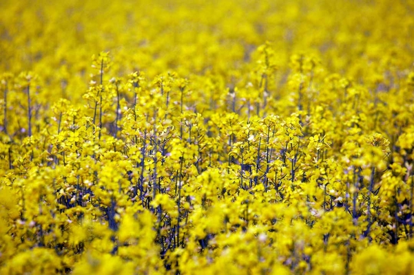 ............. the arrival ...............
Ключови думи: Agriculture Country countryside Field Rape