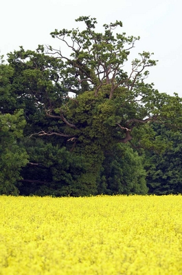 .............. we hope!!
Palabras clave: Agriculture Country countryside Field Rape