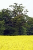 Z2Q9W5560.jpg