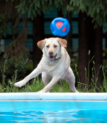 Whoa, wrong footed!!
Keywords: Canines Playtime pool Retrievers Swim Swimming Swimming pool Terrestrial Mammal Terrestrial Mammals Action Animal Animals Ball Canine Yuna Dog Dogs Golden Retriever Land Mammal Land Mammals Play Playing