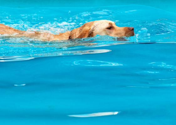 .......... now, jus' gotta get ...............
Mots-clés: Animal Animals Canine Canines Dog Dogs Golden Retriever Land Mammal Land Mammals Play Playing Playtime Pool Retrievers Swim Swimming Swimming pool Terrestrial Mammal Terrestrial Mammals Yuna