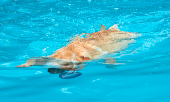 .............. in my sights!!
Słowa kluczowe: Animal Animals ball Canine Canines Dog Dogs Golden Retriever Land Mammal Land Mammals Play Playing Playtime Pool Retrievers Swim Swimming Swimming pool Terrestrial Mammal Terrestrial Mammals Yuna